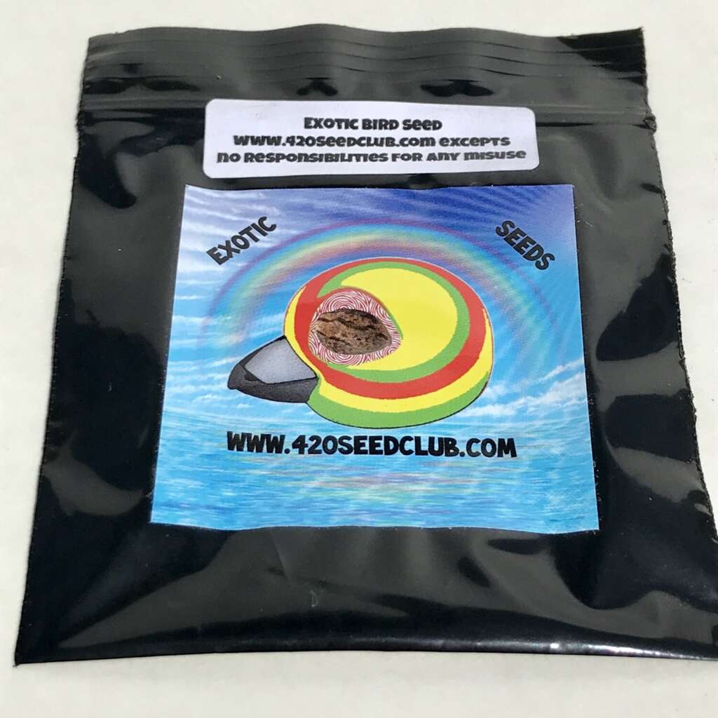 London Pound Cake x King Loius -10 pack Seeds