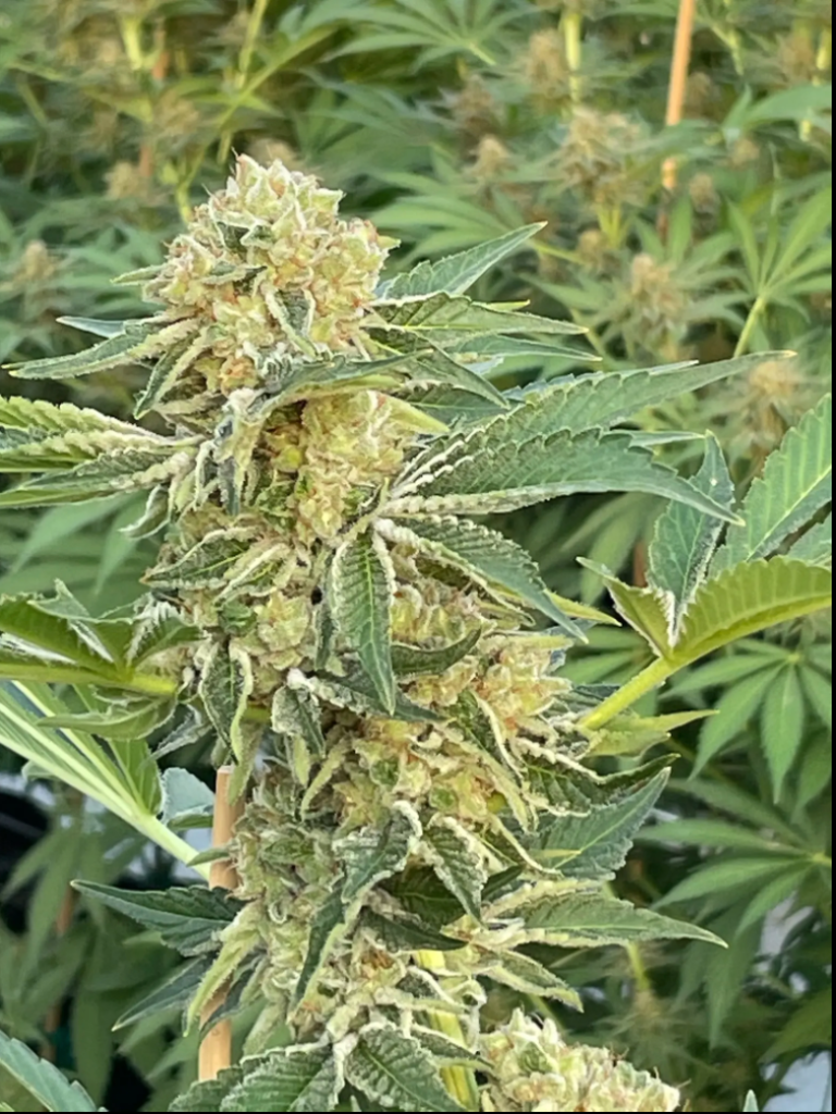 Bubba Tonic CBD - 1,000 Pack Seeds