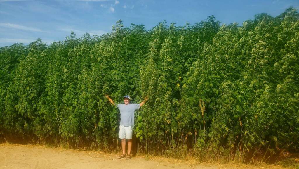 Jinma Hemp Fiber - 1,000 Pack Seeds
