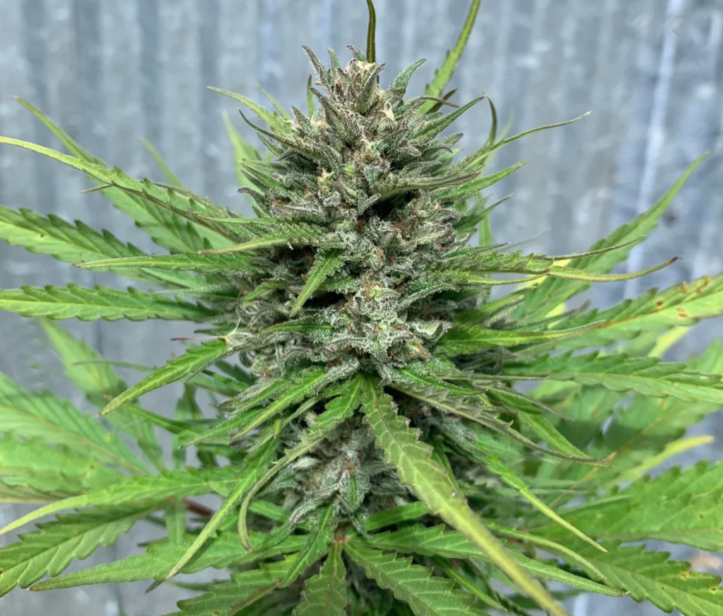 Sour Citron Auto Flower CBD - 1,000 Pack Seeds