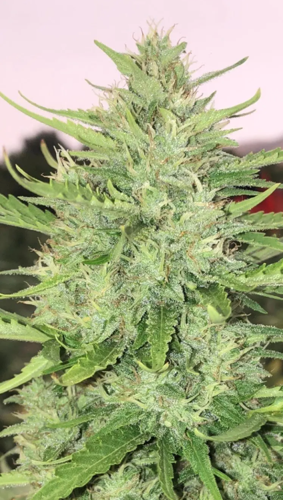 Sour Kush CBD - 1,000 Pack Seeds