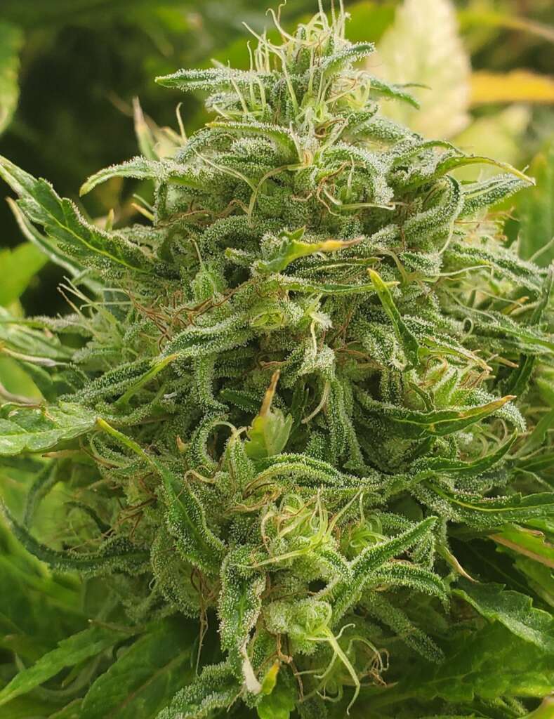 T1 Afghan Skunk CBD Seeds