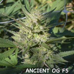 Ancient OG F5-12 Pack of Seeds