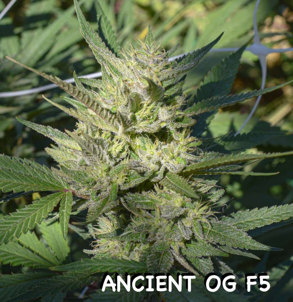 Ancient OG F5-12 Pack of Seeds