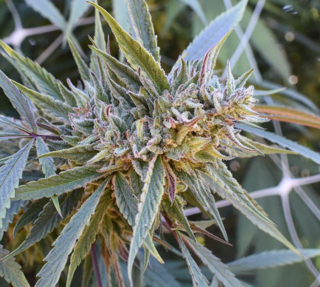 FIRE LOOKOUT - 12 pack - Non- Feminized Seeds