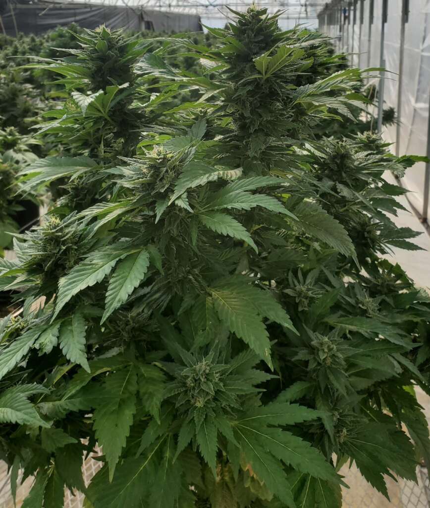 Lemon G CBG Seeds - 1,000 Seeds Per Pack