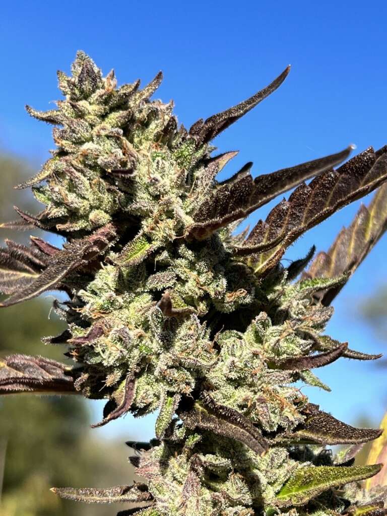 Lil Wayne - 12 Pack - Non-Feminized Seeds