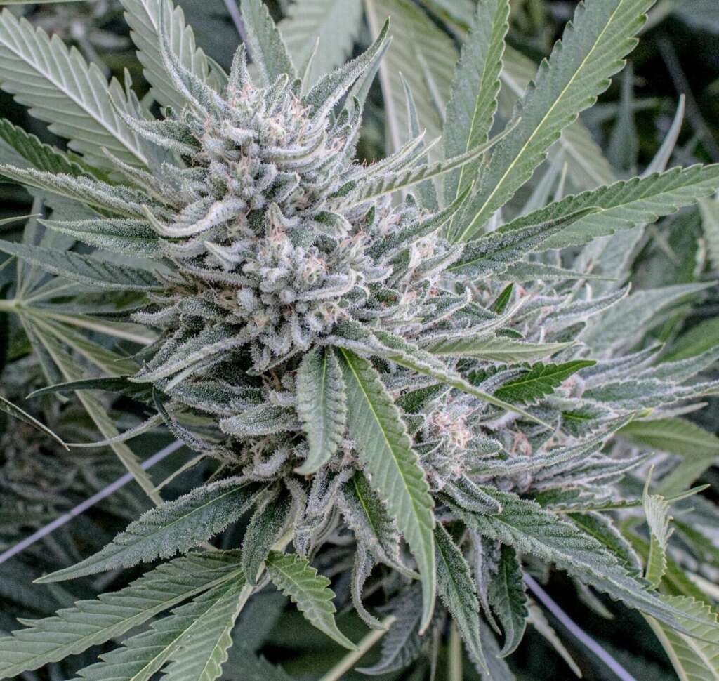 Yosemite Glue F2 - 12 Pack of Seeds - Non Feminized